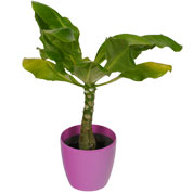 Brighamia Palmeira Havaiana + Cachep Rosa